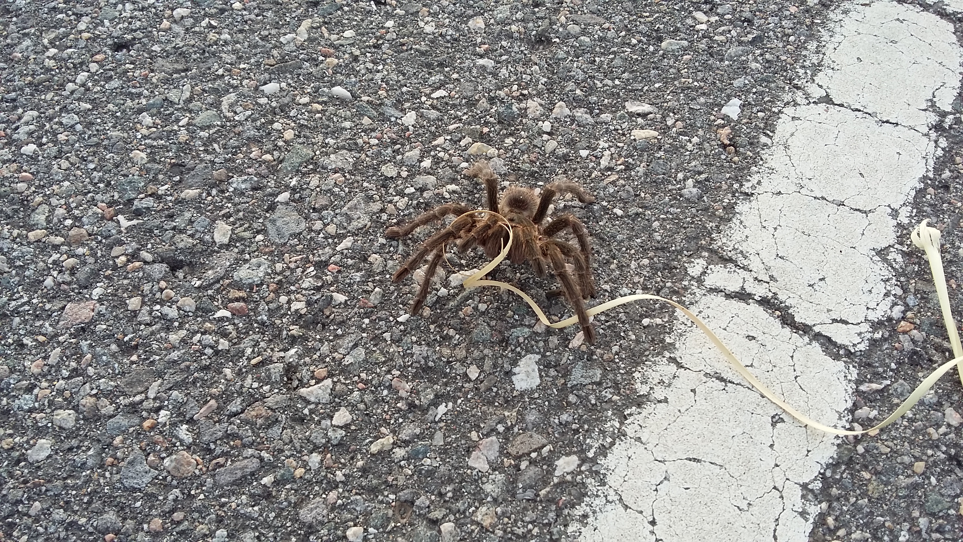 Araña pollito Grammostola – Espacio de Cesar